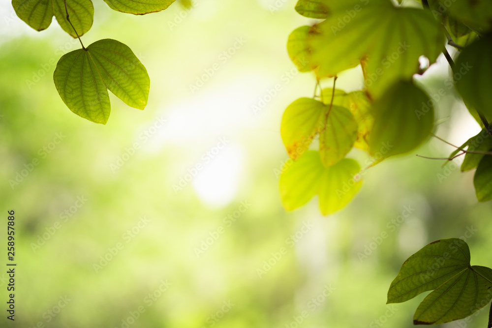 Beautiful silhouette branch and leaf with yellow sunlight on greenery blurred background in morning time.Freshness concept use for decorative wallpaper and template of website magazine. -Image. Beautiful silhouette branch and leaf with yellow sunlight on greenery blurred background in morning time.Freshness concept use for decorative wallpaper and template of website magazine. -Image.