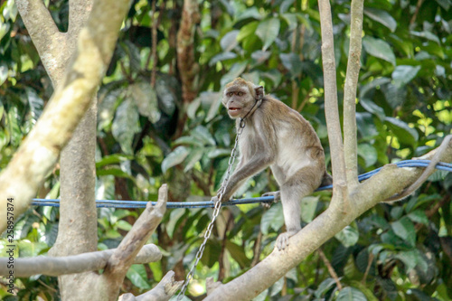 Little monkey without freedom of life © Aman_sejagat
