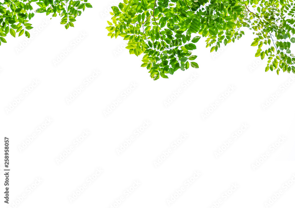 Isolated of top of tree branch and green leaf on white background. Greenery concept of wallpaper and backdrop use for decorate website and magazine.-Full frame image.