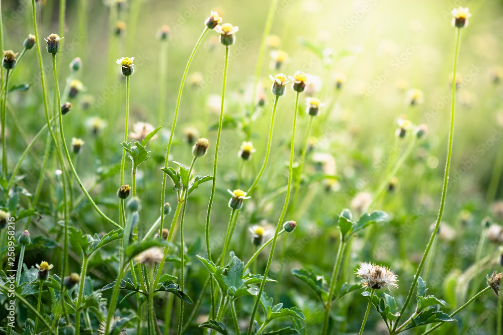 Beautiful yellow grass flower blooming on greenery leaf with sunlight in morning time.Freshness concept use for decorative wallpaper and template of website magazine. -Image.