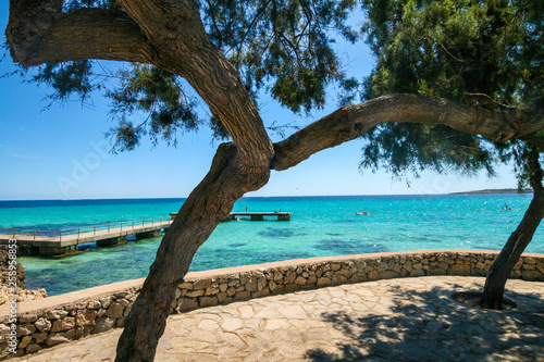 Meerblick mit Baumund Steg auf türkisfarbenes Wasser, Bucht vor Mallorca © Manuel