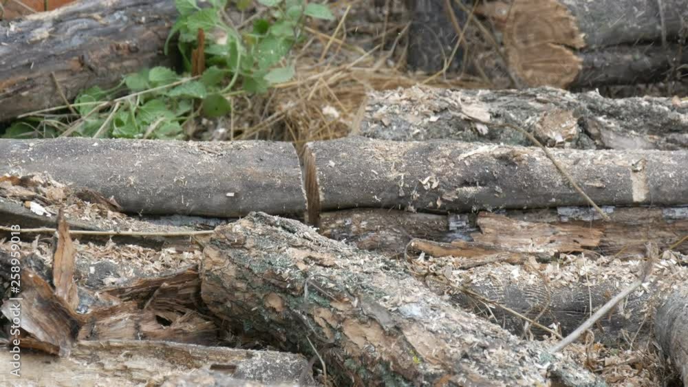 Close up of cuts dry tree trunks with red chainsaw, sawdust fly everywhere Close up of cuts dry tree trunks with red chainsaw, sawdust fly everywhere