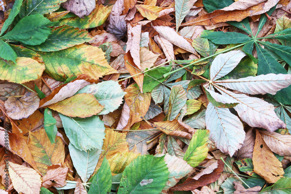 green chestnut leaves and yellow leaves green chestnut leaves and yellow leaves
