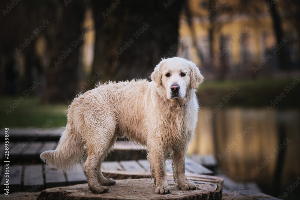 Wet dog staning on wooden bench by a lake in the evening Wet dog staning on wooden bench by a lake in the evening