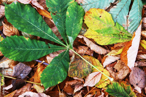 green chestnut leaf on the ground