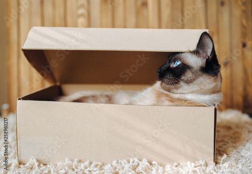 Own housing. Poker Face. Sassy muzzle of cat boss. Siamese cat in a cardboard box. Cat's habitat. The concept of skepticism and indifference. photo