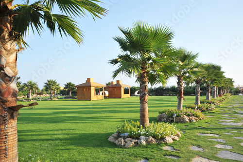 Field for walking, picnic. Palm trees, flowers, sunny day