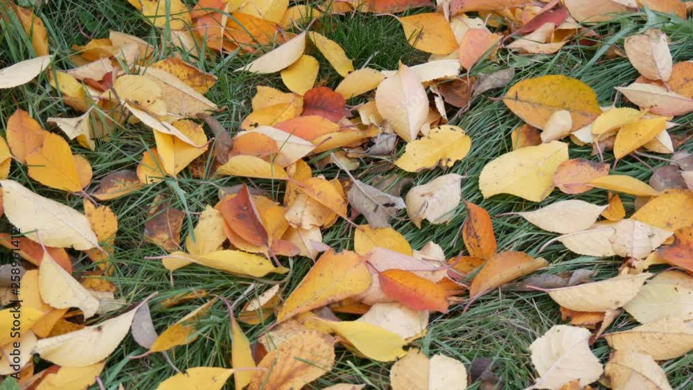 Autumn yellow fallen leaves on green grass in the park Autumn yellow fallen leaves on green grass in the park