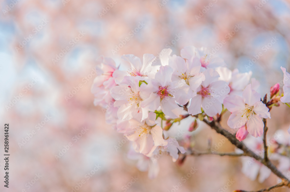 Cherry blossoms blooming under the blue sky Cherry blossoms blooming under the blue sky