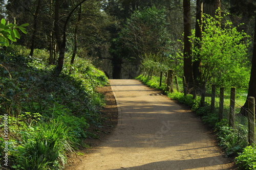road in forest