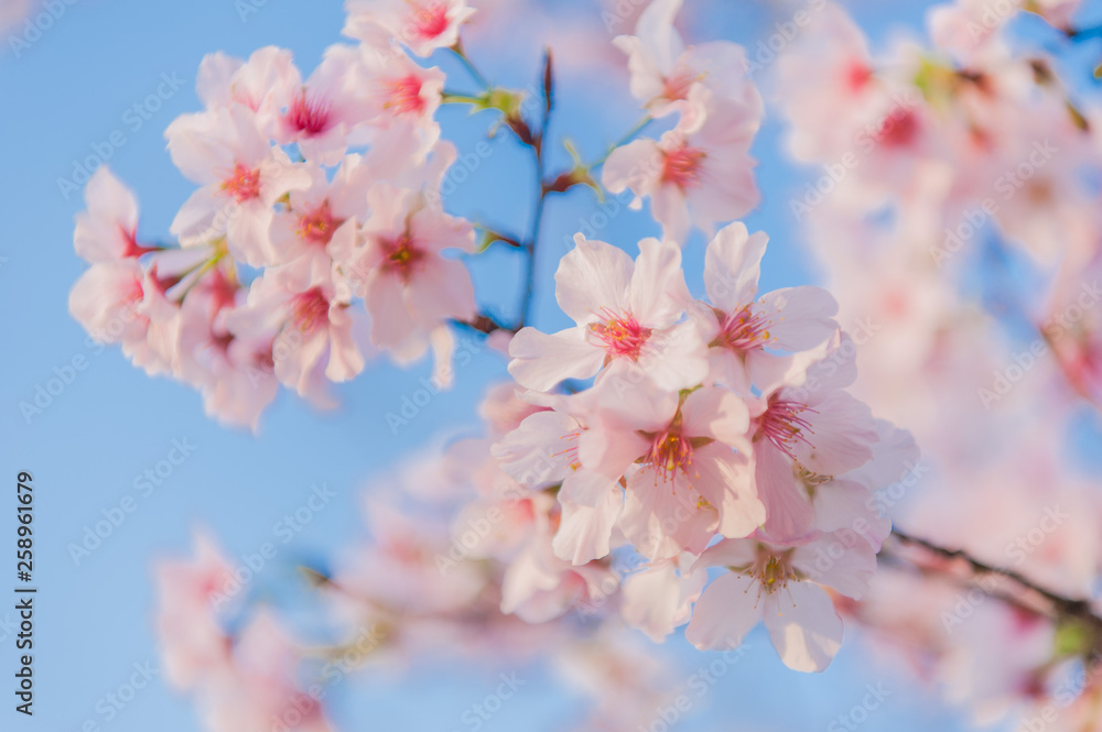 Cherry blossoms blooming under the blue sky