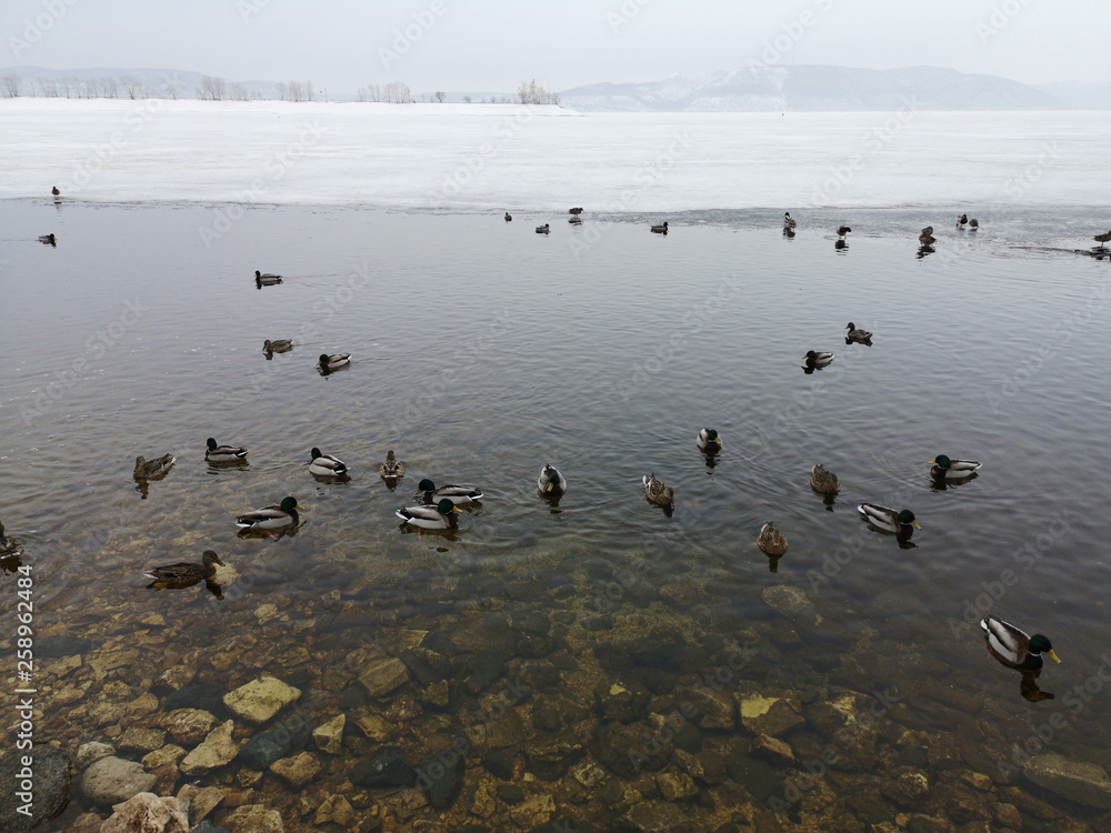 Ducks in sewage in the lake in winter in Russia