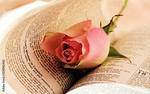 Pink rose on bible