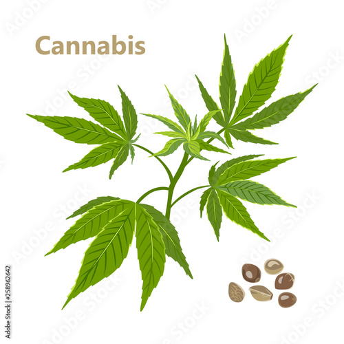 Vector illustration of hemp branch with seeds on white background. Cannabis sativa or Cannabis indica or Marijuana. Medicinal plant in flat style. Product for  manufacture of natural fabric.