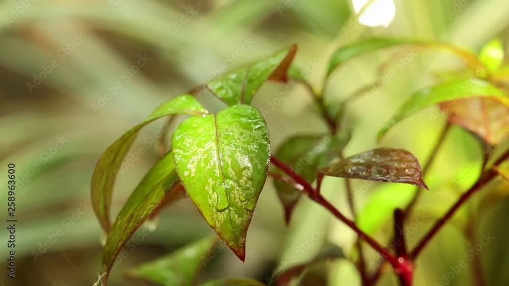 Plant leaves in the rain with their vibrant green red foliage and red stalks, raining static close up shot with bokeh background. Plant leaves in the rain with their vibrant green red foliage and red stalks, raining static close up shot with bokeh background.