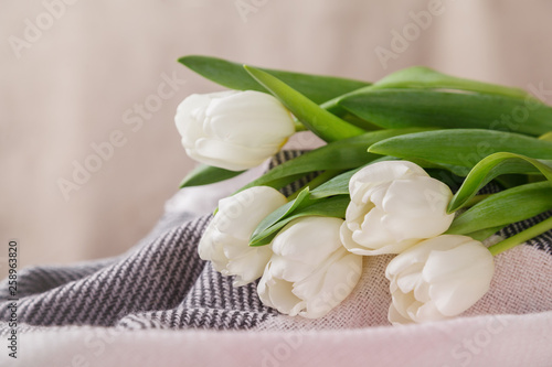 Still-life with white tulips on a gray-pink woolen blanket  on a beige blurred background in the spring morning light