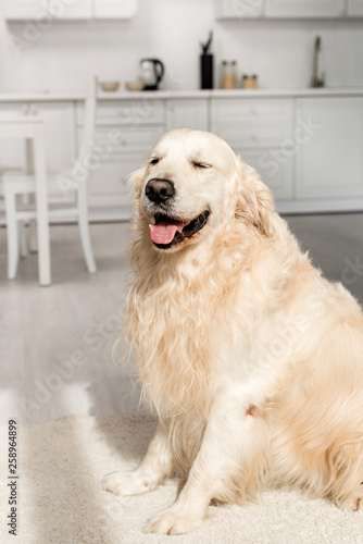cute and adorable golden retriever sitting on floor in kitchen