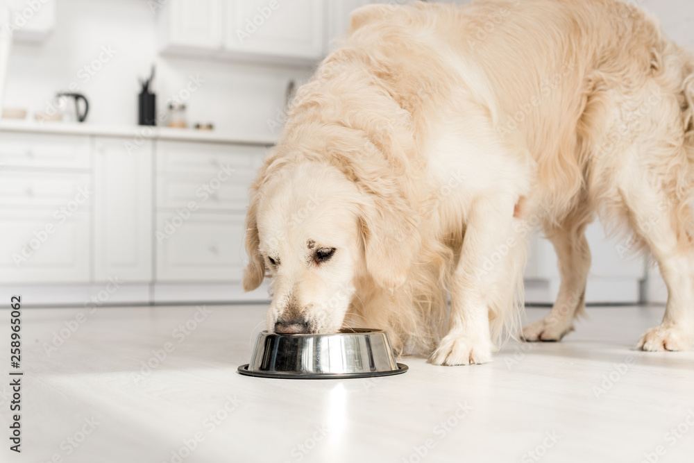 Golden retriever eating clearance