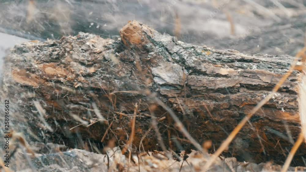 Close up of cuts dry tree trunks with red chainsaw, sawdust fly everywhere Close up of cuts dry tree trunks with red chainsaw, sawdust fly everywhere