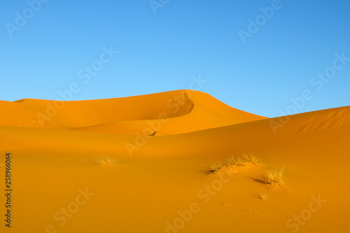 sahara