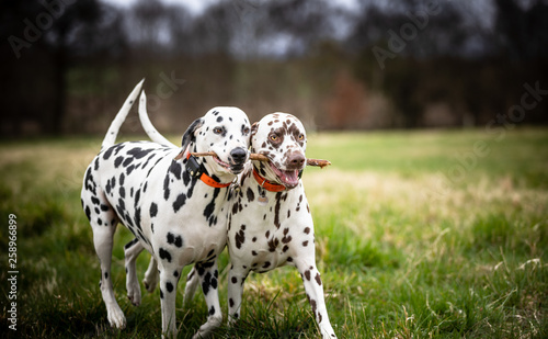 Wallpaper Mural The Dalmatian Torontodigital.ca