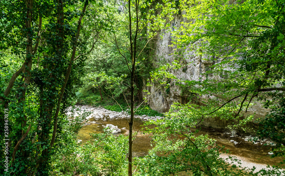 Fototapeta premium Vegetazione lungo il fiume