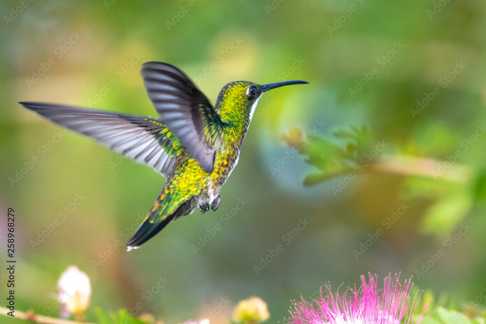 Fototapeta premium Kobieta Black-throated Mango latający pośród drzewa Calliandra (drzewo Powderpuff) w ogrodzie.