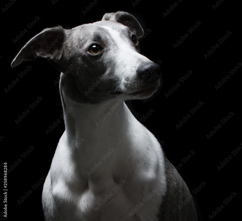 greyhond portrait on black background