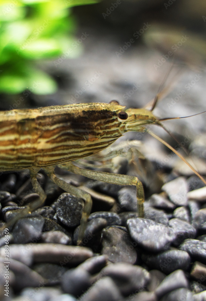 Close-up view of Freshwater Bamboo Shrimp. Atyopsis moluccensis.