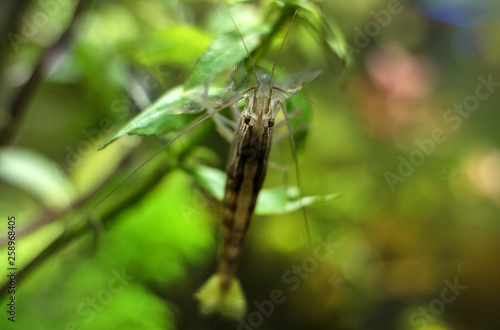 Close-up view of Freshwater Bamboo Shrimp. Atyopsis moluccensis.
