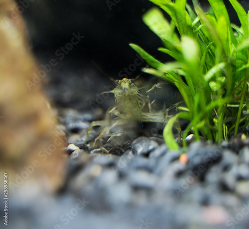 Close-up view of Freshwater Bamboo Shrimp. Atyopsis moluccensis. photo