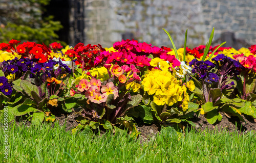 A formal mixed herbaceous border of Polyanthus plants photo