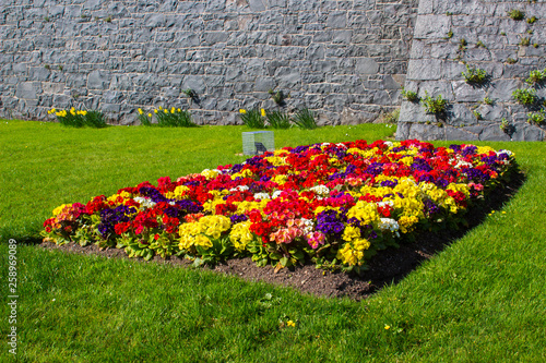 Photos A formal mixed herbaceous border of Polyanthus plants