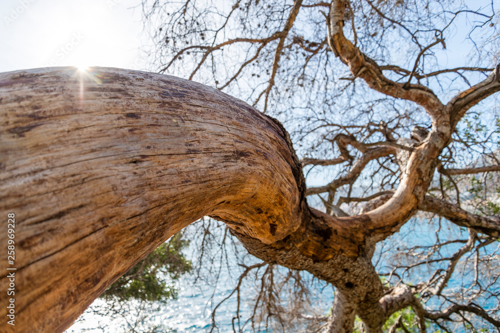 Obraz premium Maritime pine trunk in French Riviera in a sunny day