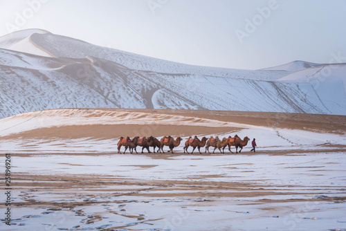 Dunhuang ,  China :  Camel caravan at Gobi desert (Mingsha shan mountaion) . This is a famous place part of silk road in Dunhuang, Gansu, China.