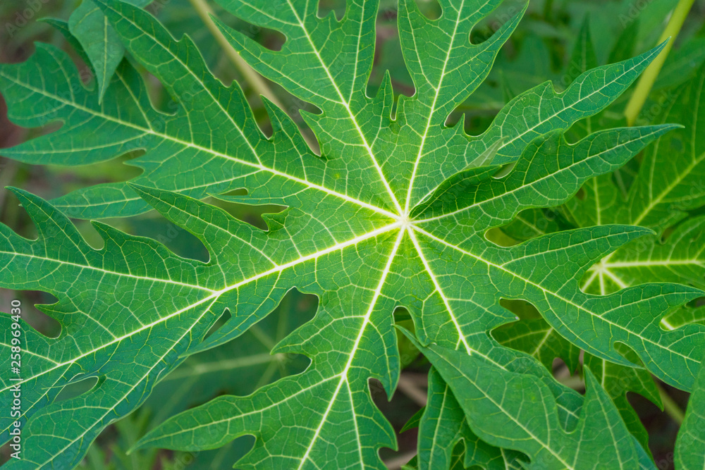 Papaya leave in the garden Papaya leave in the garden
