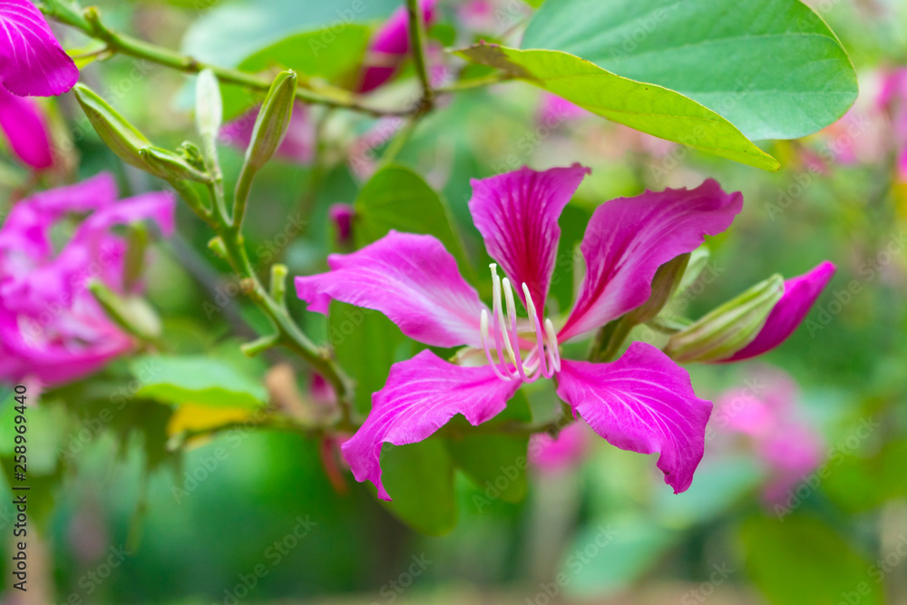 Butterfly Tree, Orchid Tree, Purple Bauhinia, beautiful flower in garden. Butterfly Tree, Orchid Tree, Purple Bauhinia, beautiful flower in garden.