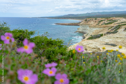 Seascape with blurred wild flowers
