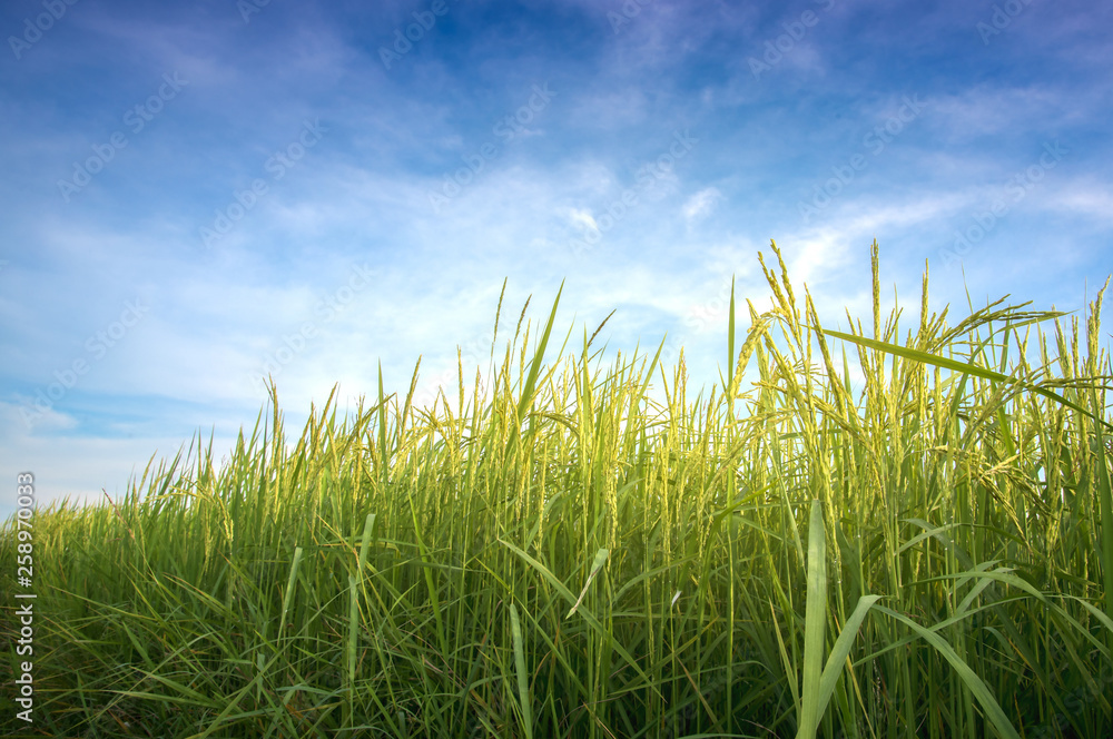 Obraz premium Golden paddy Jasmine rice field ready for harvest with sky bright atmosphere and outdoor nature outside the city countryside in Thailand rainy season.