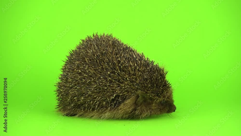 hedgehog on the green screen hedgehog on the green screen