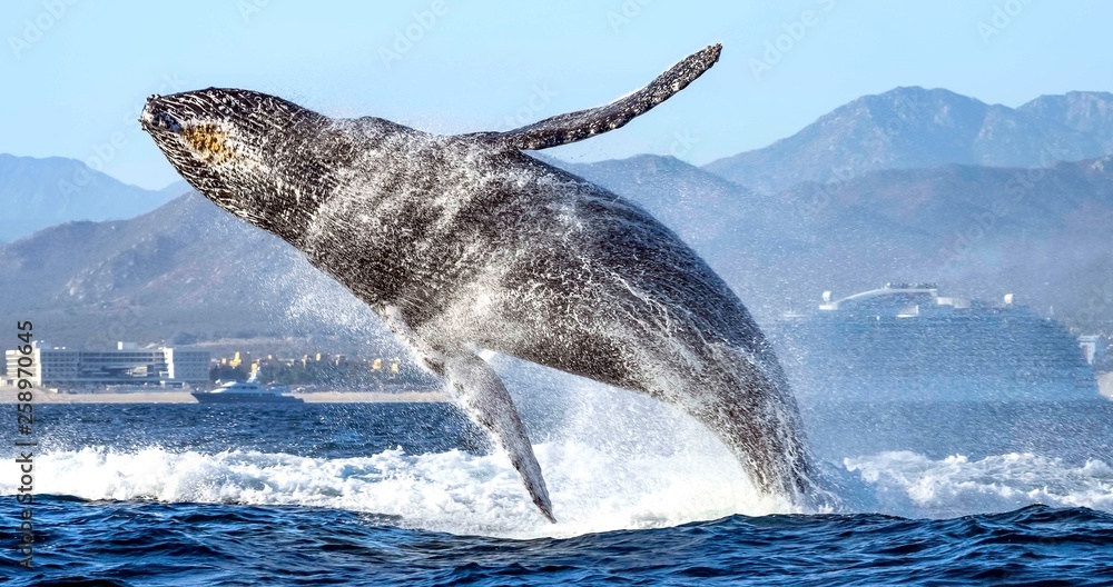Fototapeta premium hump back whale breaching