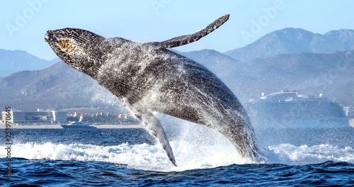 hump back whale breaching