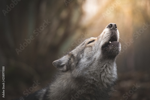 Obraz na płótnie Wolf howling
