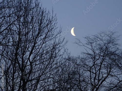 Mond und Baum