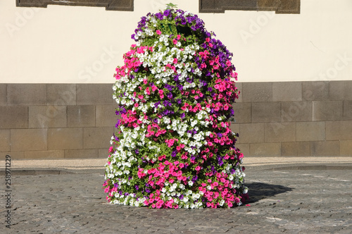 Blumenpyramide aus Petunien photo