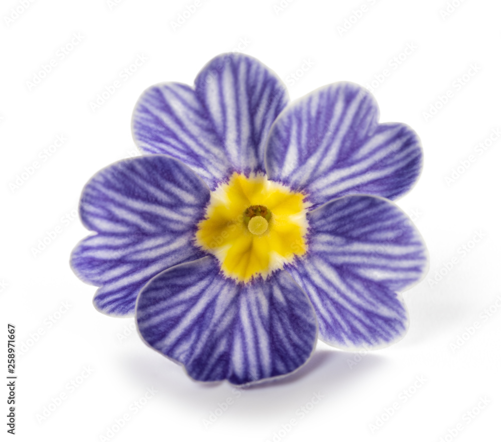 Obraz premium primrose flower