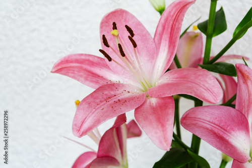 pink flower of fragrant lily