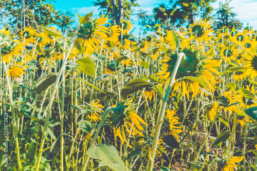 Fototapeta Naklejka Na Ścianę i Meble -  Prettiest sunflowers field in the afternoon in Nakhon Pathom, Thailand. Closeup of sunflower on farm. Rural landscape