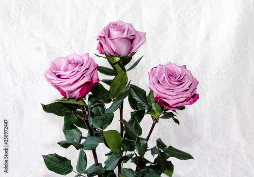 purple rose in a bouquet photo