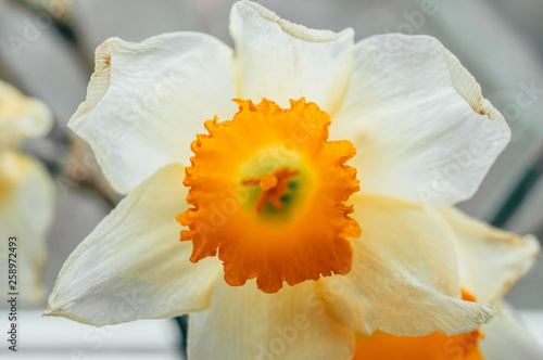 Bouquet of spring daffodils